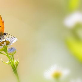 Morgenrood vlinder op bloem van Mark Scheper