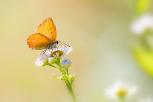 Morning red butterfly on flower