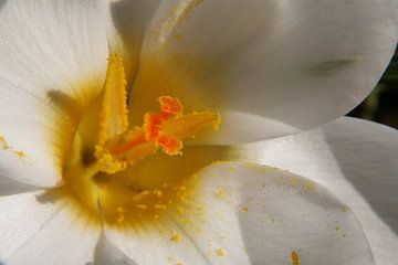 Witte krokus van Jim van Iterson