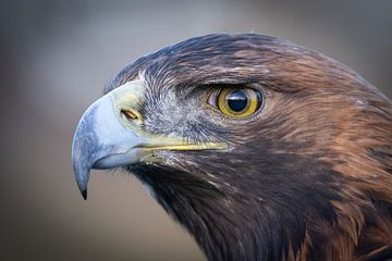 Power of the Golden eagle