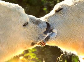 The kiss by Maickel Dedeken