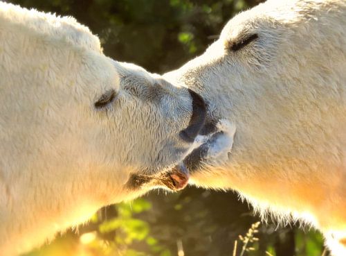 Le baiser