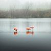 Flamingo's, slapend (staande modus) van Claire Droppert