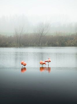 Flamingos, Schlafende (Hochformat) von Claire Droppert