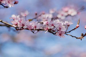 Branche fleurie