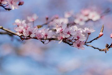 Zweig der Blüte von Monique de Koning