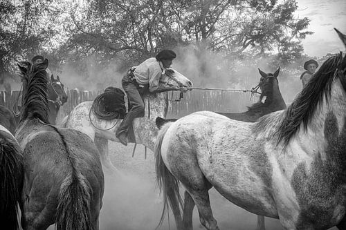 Gauchos et chevaux