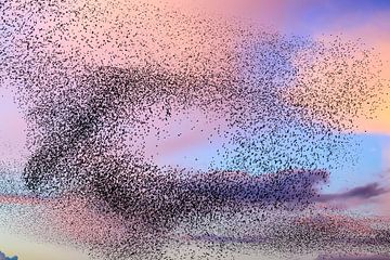 Spreeuwen groep in de lucht tijdens zonsondergang van Sjoerd van der Wal Fotografie