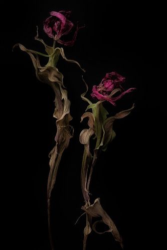 2 tanzende Tulpen in der Nacht