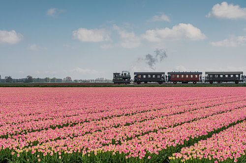 Steam train rides past West Frisian tulip fields