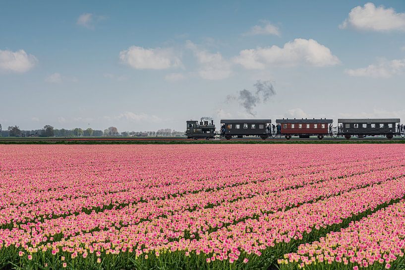 Stoomtrein rijdt langs de West-Friese tulpenvelden van Jeroen de Jongh Fotografie