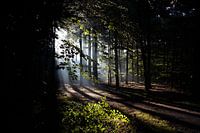 Lumière du matin dans la forêt