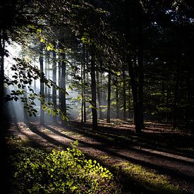Ochtend licht in het bos van Prints by Eef