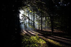 Ochtend licht in het bos van Prints by Eef