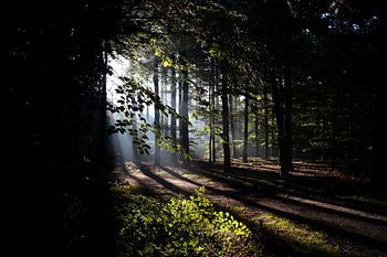 Morgenlicht im Wald