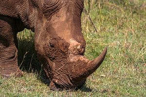 Wildes Nashorn in Kenia