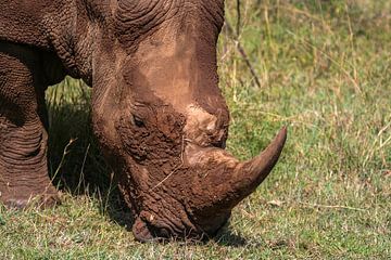 Wildes Nashorn in Kenia von Roland Brack