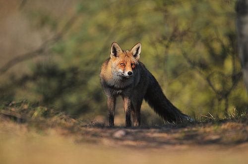 Fox