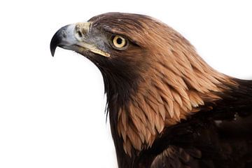 sharp beak of golden eagle on a white background on the right, white background by Michael Semenov