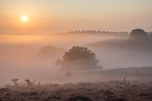 Mistige ochtend op de Posbank sur Elroy Spelbos Fotografie