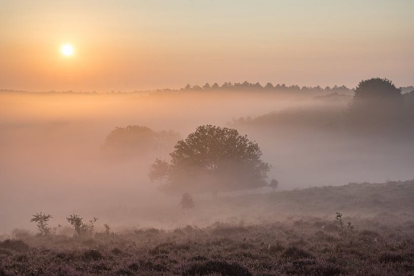 Mistige ochtend op de Posbank by Elroy Spelbos Fotografie