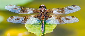 Fliegende Schönheit von Poster Art Shop
