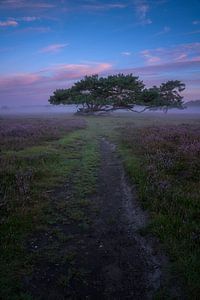 Tree on Bussemer Heath