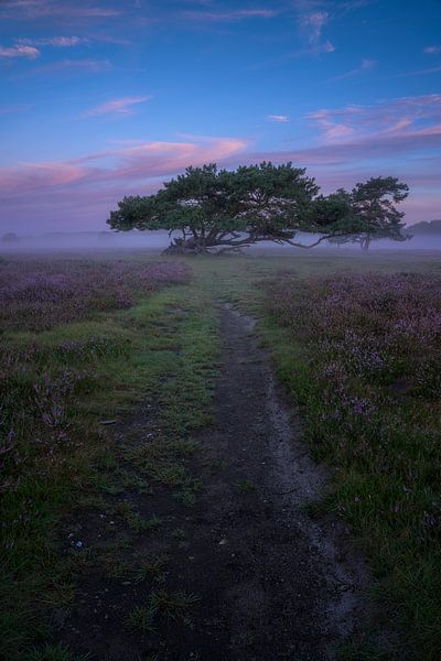 Baum in der Bussemer Heide von Jeroen Lagerwerf