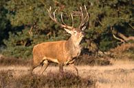 Cerf rouge par Ronald Wilfred Jansen Aperçu