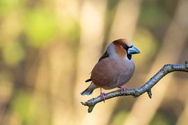 Apfelfink von Merijn Loch