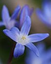 Pretty little blue star at the beginning of spring - Moore blauwe ster aan het begin van de lente - jolie etoile bleue au debut du printemps. by Christina Bauer Photos thumbnail