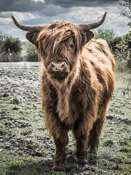Schottischer Highlander mit schönen Wolken