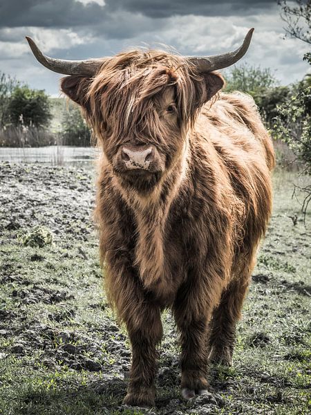 Schotse Hooglander met mooie wolken van John van den Heuvel