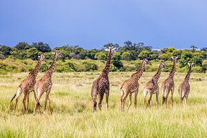 Giraffen in der Maasai Mara