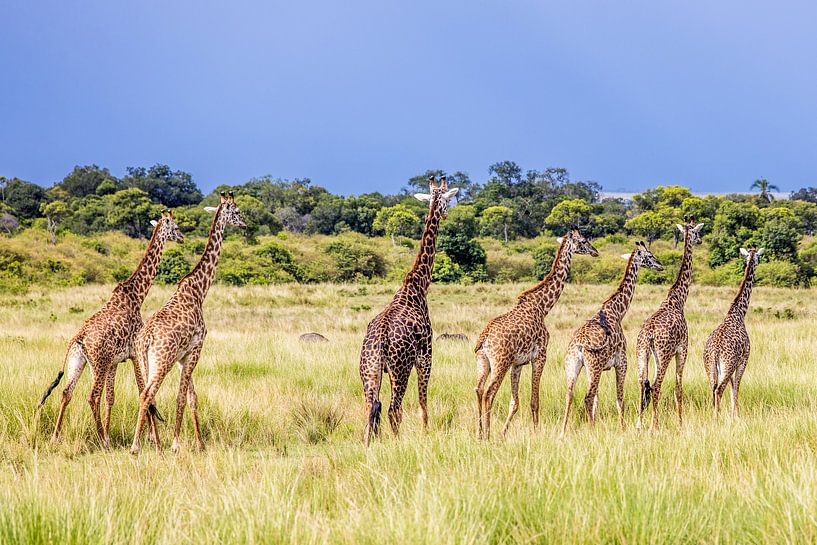 Giraffes in Maasai Mara by Opmeer Reports