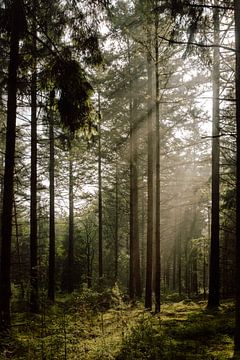 Zonnestralen in het bos van Jolijn Gommans