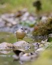 Little refreshment in the stream, the mountain wagtail --Kleine verfrissing in de beek, de gelekwikstaart -- Petit refraichissement dans le ruisseau, la bergeronnette des ruisseaux by Christina Bauer Photos thumbnail