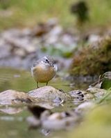 Little refreshment in the stream, the mountain wagtail --Kleine verfrissing in de beek, de gelekwikstaart -- Petit refraichissement dans le ruisseau, la bergeronnette des ruisseaux