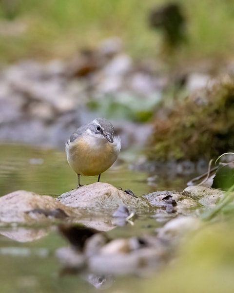 Little refreshment in the stream, the mountain wagtail --Kleine verfrissing in de beek, de gelekwikstaart -- Petit refraichissement dans le ruisseau, la bergeronnette des ruisseaux by Christina Bauer Photos
