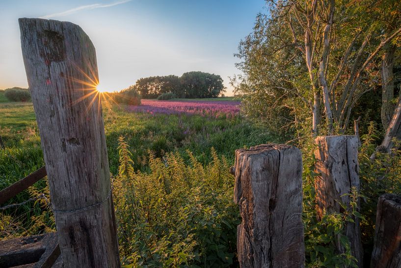 Large cat tails in floodplains by Moetwil en van Dijk - Fotografie