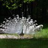 The peacocks of Gelre by Gerard de Zwaan