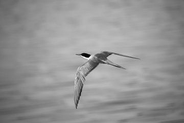 Common tern black and white version by Erwin van Eekhout