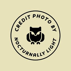 Nocturnally Light photo de profil