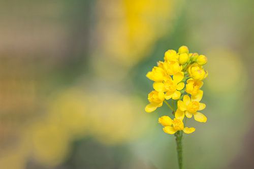 Houx jaune ou Mahonia ou Raisin (Mahonia aquifolium)