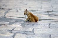 Kitten in Skopje von Natasja Claessens Miniaturansicht
