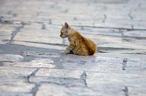 Kitten in Skopje