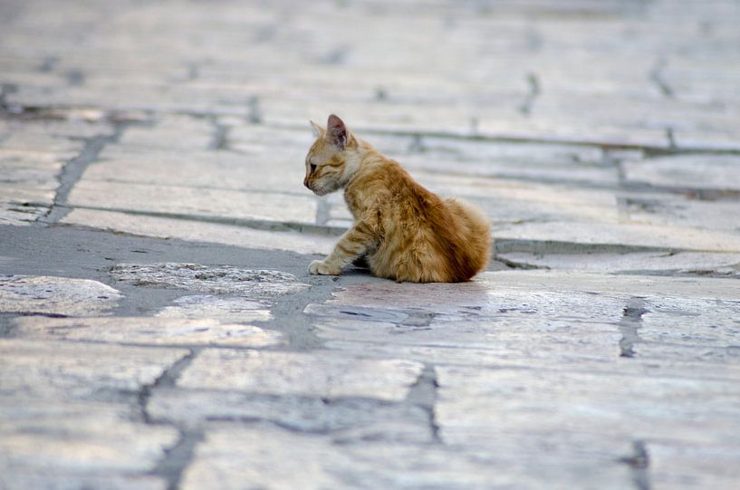Kitten in Skopje von Natasja Claessens