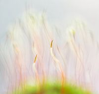 Dancing mosses