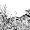 Gepard in schwarz weiss von Robert Styppa
