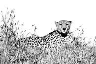 Cheetah in black white by Robert Styppa thumbnail